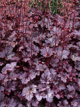 Load image into Gallery viewer, Heuchera - UCSFresh
