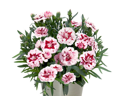 Dianthus Oscar Purple Star - UCSFresh