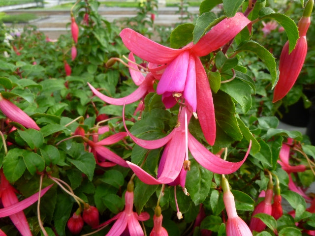 Fuchsia Trailing 
