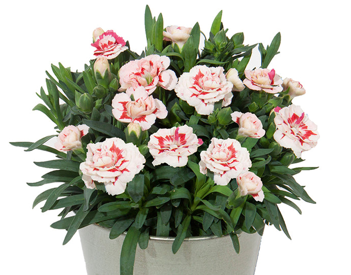 Dianthus Oscar Red Star - UCSFresh