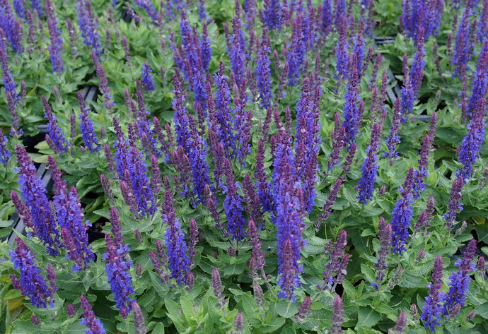 Salvia Sensation Deep Blue V11 Pot - UCSFresh