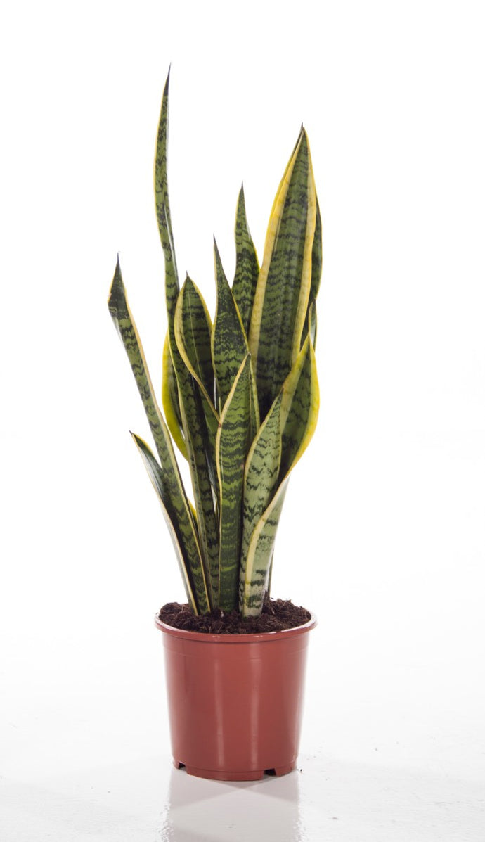 Sansevieria - UCSFresh
