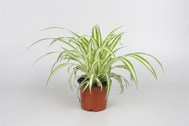 Spider Plant - UCSFresh