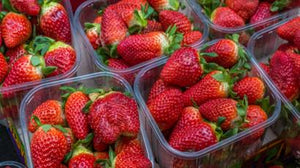 Strawberry - UCSFresh