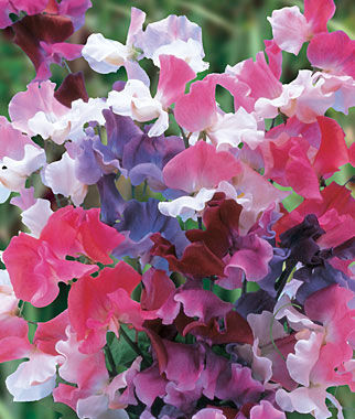 Sweetpea Mix - UCSFresh