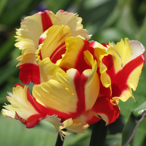 Texas Flame - Parrot Tulip Bulbs - UCSFresh