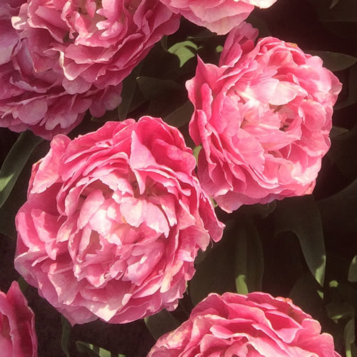 Think Pink - Double Tulip Bulbs - UCSFresh